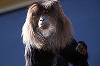 /images/133/2017-01-10-tuc-reid-monkey-1x2_14227.jpg - #13449: Lion-Tailed Macaque at Reid Park Zoo … January 2017 -- Reid Park Zoo, Tucson, Arizona
