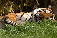 /images/133/2017-01-10-tuc-reid-tiger-1x2_14397.jpg - #13452: Malayan Tiger at Reid Park Zoo … January 2017 -- Reid Park Zoo, Tucson, Arizona
