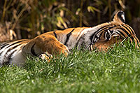 /images/133/2017-01-10-tuc-reid-tiger-1x2_14425.jpg - #13454: Malayan Tiger at Reid Park Zoo … January 2017 -- Reid Park Zoo, Tucson, Arizona
