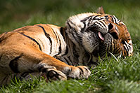 /images/133/2017-01-10-tuc-reid-tiger-1x2_14486.jpg - #13455: Malayan Tiger at Reid Park Zoo … January 2017 -- Reid Park Zoo, Tucson, Arizona
