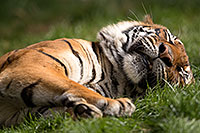 /images/133/2017-01-10-tuc-reid-tiger-1x2_14498.jpg - #13450: Malayan Tiger at Reid Park Zoo … January 2017 -- Reid Park Zoo, Tucson, Arizona