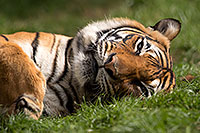 /images/133/2017-01-10-tuc-reid-tiger-1x2_14515.jpg - #13451: Malayan Tiger at Reid Park Zoo … January 2017 -- Reid Park Zoo, Tucson, Arizona