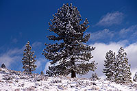 /images/133/2017-01-13-sierra-tree-1x_34929.jpg - #13504: Eastern Sierra Mountains in winter … January 2017 -- Eastern Sierra, California