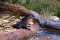 /images/133/2017-01-27-reid-otters-5d4_1074.jpg - #13562: African Spotted Necked Otter at Reid Park Zoo … January 2017 -- Reid Park Zoo, Tucson, Arizona