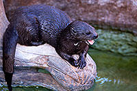 /images/133/2017-01-27-reid-otters-5d4_1116.jpg - #13557: African Spotted Necked Otter at Reid Park Zoo … January 2017 -- Reid Park Zoo, Tucson, Arizona