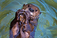 /images/133/2017-01-29-reid-otters-1x_36272.jpg - #13572: African Spotted Necked Otter at Reid Park Zoo … January 2017 -- Reid Park Zoo, Tucson, Arizona
