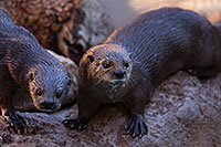 /images/133/2017-02-01-reid-otters-1x_37719.jpg - #13592: African Spotted Necked Otters at Reid Park Zoo … February 2017 -- Reid Park Zoo, Tucson, Arizona