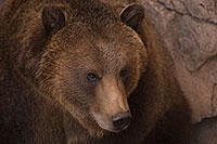 /images/133/2017-02-03-reid-grizzlies-1x_39305.jpg - #13605: Grizzly Bear at Reid Park Zoo … February 2017 -- Reid Park Zoo, Tucson, Arizona
