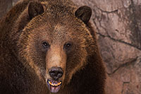 /images/133/2017-02-03-reid-grizzlies-1x_39354.jpg - #13608: Grizzly Bear at Reid Park Zoo … February 2017 -- Reid Park Zoo, Tucson, Arizona