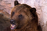 /images/133/2017-02-03-reid-grizzlies-1x_39602.jpg - #13609: Grizzly Bear at Reid Park Zoo … February 2017 -- Reid Park Zoo, Tucson, Arizona