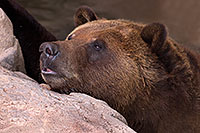 /images/133/2017-02-03-reid-grizzlies-1x_39617.jpg - #13616: Grizzly Bear at Reid Park Zoo … February 2017 -- Reid Park Zoo, Tucson, Arizona