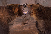 /images/133/2017-02-03-reid-grizzlies-1x_39863.jpg - #13613: Grizzly Bears at Reid Park Zoo … February 2017 -- Reid Park Zoo, Tucson, Arizona