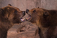 /images/133/2017-02-03-reid-grizzlies-1x_39958.jpg - #13616: Grizzly Bears at Reid Park Zoo … February 2017 -- Reid Park Zoo, Tucson, Arizona