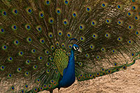 /images/133/2017-02-03-reid-peacocks-1x_40559.jpg - #13624: Peacock at Reid Park Zoo … February 2017 -- Reid Park Zoo, Tucson, Arizona