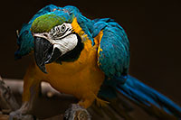 /images/133/2017-02-05-reid-macaw-1x_40999.jpg - #13636: Blue-and-Gold Macaw at Reid Park Zoo … February 2017 -- Reid Park Zoo, Tucson, Arizona