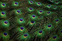 /images/133/2017-02-05-reid-peacocks-1x_40952.jpg - #13642: Peacock feathers at Reid Park Zoo … February 2017 -- Reid Park Zoo, Tucson, Arizona