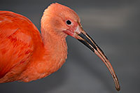 /images/133/2017-02-07-reid-birds-1x_41408.jpg - #13639: Scarlet Ibis at Reid Park Zoo … February 2017 -- Reid Park Zoo, Tucson, Arizona