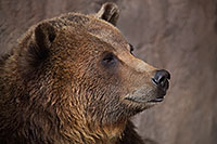 /images/133/2017-02-11-reid-grizzlies-1x2_1152.jpg - #13700: Grizzly at Reid Park Zoo … February 2017 -- Reid Park Zoo, Tucson, Arizona