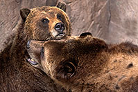 /images/133/2017-02-11-reid-grizzlies-1x2_1265.jpg - #13708: Grizzlies at Reid Park Zoo … February 2017 -- Reid Park Zoo, Tucson, Arizona