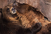 /images/133/2017-02-11-reid-grizzlies-1x2_1303.jpg - #13709: Grizzlies at Reid Park Zoo … February 2017 -- Reid Park Zoo, Tucson, Arizona