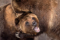 /images/133/2017-02-11-reid-grizzlies-1x2_1473.jpg - #13711: Grizzlies at Reid Park Zoo … February 2017 -- Reid Park Zoo, Tucson, Arizona