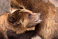 /images/133/2017-02-11-reid-grizzlies-1x2_1525.jpg - #13713: Grizzlies at Reid Park Zoo … February 2017 -- Reid Park Zoo, Tucson, Arizona
