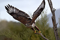 /images/133/2017-02-19-museum-ferruginous-1x2_6945.jpg - #13768: Ferruginous Hawk at Arizona Sonora Desert Museum … February 2017 -- Arizona-Sonora Desert Museum, Tucson, Arizona