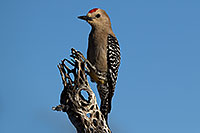 /images/133/2017-05-15-tucson-woodpecker-1x2_1248.jpg - #13806: Gila Woodpecker (male) in Tucson … May 2017 -- Tucson, Arizona