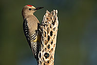 /images/133/2017-05-15-tucson-woodpecker-1x2_1265.jpg - #13807: Gila Woodpecker (male) in Tucson … May 2017 -- Tucson, Arizona