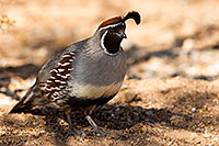 /images/133/2017-05-17-tucson-quail-1x2_2905.jpg - #13818: Gambels Quail (male) in Tucson … May 2017 -- Tucson, Arizona