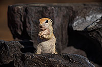 /images/133/2017-05-26-tucson-creatures-1dx_47430.jpg - #13891: Ground Squirrels in Tucson … May 2017 -- Tucson, Arizona