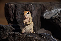 /images/133/2017-05-26-tucson-creatures-1dx_47432.jpg - #13891: Ground Squirrels in Tucson … May 2017 -- Tucson, Arizona