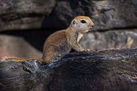 /images/133/2017-05-26-tucson-creatures-1dx_47530.jpg - #13895: Ground Squirrels in Tucson … May 2017 -- Tucson, Arizona