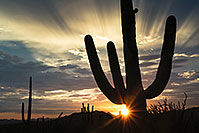 /images/133/2017-07-27-tuc-mtns-star-a7r2_00741.jpg - #13962: Sunset Saguaro silhouette in Tucson Mountains … July 2017 -- Tucson Mountains, Arizona