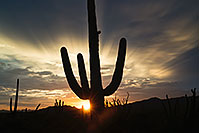 /images/133/2017-07-27-tuc-mtns-star-a7r2_00750.jpg - #13963: Sunset Saguaro silhouette in Tucson Mountains … July 2017 -- Tucson Mountains, Arizona