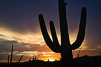 /images/133/2017-07-27-tuc-mtns-sunset-a7r2_00773.jpg - #13966: Sunset Saguaro silhouette in Tucson Mountains … July 2017 -- Tucson Mountains, Arizona