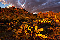 /images/133/2017-08-26-tuc-mtns-land-a7r2_02026.jpg - #14035: Sunset Saguaro in Tucson Mountains … August 2017 -- Tucson Mountains, Arizona