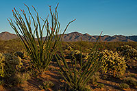 /images/133/2018-03-30-gv-ocoti-mi100-a7r3_0344.jpg - #14235: Ocotillo flowers by Santa Rita Mountains in Arizona … March 2018 -- Green Valley, Arizona