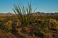 /images/133/2018-03-30-gv-ocoti-mi100-a7r3_0348.jpg - #14236: Ocotillo flowers by Santa Rita Mountains in Arizona … March 2018 -- Green Valley, Arizona