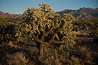 /images/133/2018-04-02-rita-cholla-1-2-3-m10_0030.jpg - #14242: Tree Cholla by Santa Rita Mountains, Arizona … April 2018 -- Green Valley, Arizona
