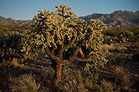 /images/133/2018-04-02-rita-cholla-m10_0030.jpg - #14243: Tree Cholla by Santa Rita Mountains, Arizona … April 2018 -- Green Valley, Arizona