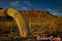 /images/133/2018-04-11-tuc-mtns-cactus-mi77-9-0-a7r3_0798.jpg - #14272: Saguaro in the evening at Tucson Mountains, Arizona … April 2018 -- Tucson Mountains, Arizona