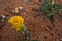 /images/133/2018-04-19-rita-flowers-im77-4-5-a7r3_1173.jpg - #14287: Golden Poppy flower near Santa Rita Mountains, Arizona … April 2018 -- Green Valley, Arizona