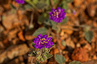 /images/133/2018-04-21-gv-flowers-mi1-a7r3_1316.jpg - #14293: Purple flowers near Santa Rita Mountains … April 2018 -- Green Valley, Arizona