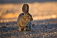 /images/133/2018-05-14-gv-cottontail-mi1-5d4_0168.jpg - #14312: Desert Cottontail in Green Valley, Arizona … May 2018 -- Green Valley, Arizona
