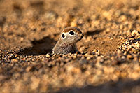 /images/133/2018-05-15-gv-creatures-viv77-5d4_0395.jpg - #14321: Baby Round Tailed Ground Squirrel … May 2018 -- Green Valley, Arizona