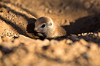 /images/133/2018-05-15-gv-creatures-viv77-5d4_0436.jpg - #14322: Baby Round Tailed Ground Squirrel … May 2018 -- Green Valley, Arizona