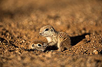/images/133/2018-05-17-gv-creatures-viv50-5d4_1442.jpg - 14337: Baby Round Tailed Ground Squirrels playing … May 2018 -- Green Valley, Arizona
