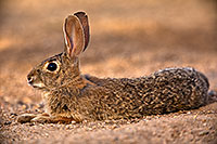 /images/133/2018-05-25-gv-cottontail-im1-5d4_6048.jpg - #14383: Desert Cottontail relaxing in Green Valley … May 2018 -- Green Valley, Arizona