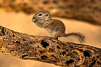 /images/133/2018-05-25-gv-creatures-mi1-5d4_6131.jpg - #14397: Baby Round Tailed Ground Squirrel on a cholla … May 2018 -- Green Valley, Arizona